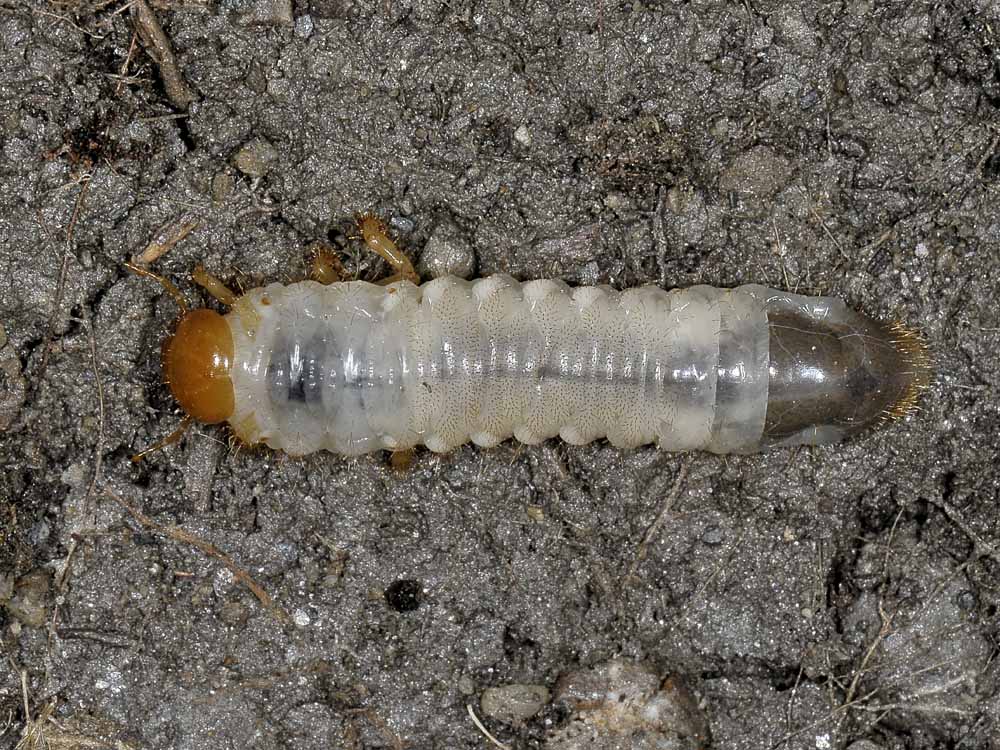 Calathus erratus? no, C. ambiguus - con larva